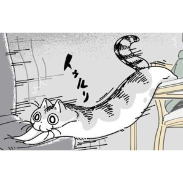 どうしても椅子の上に乗りたい猫 画像提供：キュルZ@kyuryuZ