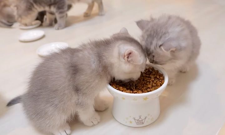 初めてドライフードを食べる子猫達