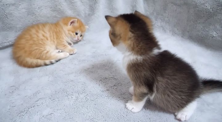 可愛い子猫達