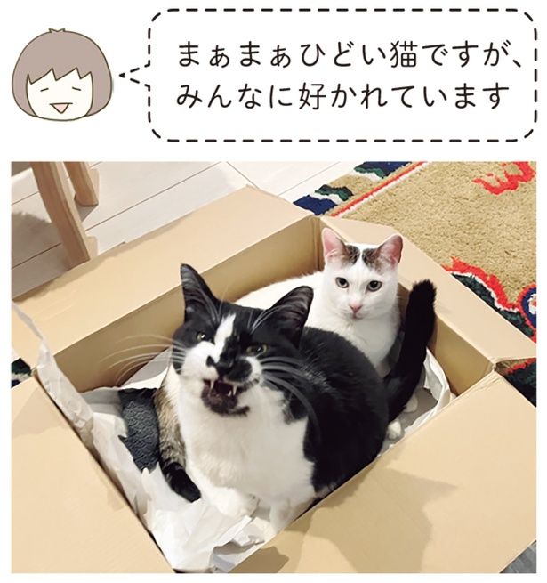 まぁまぁひどい猫ですが （C）卵山玉子／KADOKAWA
