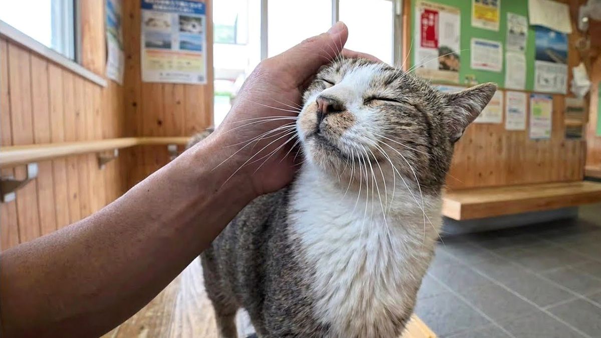 猫との癒しの時間を楽しむ方法