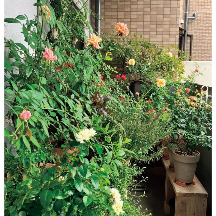過酷な環境でも育つもの、その中から自分が本当に好きになれるものだけを選び、数をあまり増やさないように。賃貸マンションなので、花や枯れ葉は散る前に早めに摘み取り、掃除はまめに行うことも大切にしています。