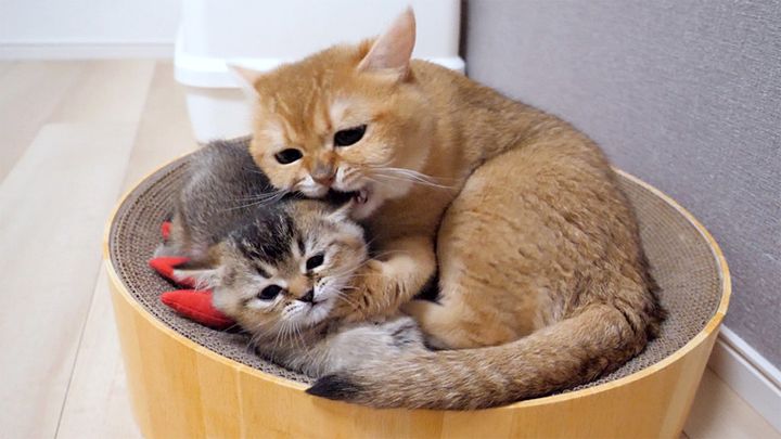 同居猫に指導を受ける子猫