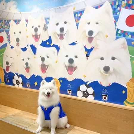 【東京都渋谷区・大阪府大阪市】「サモエドカフェmoffu」がサッカー応援仕様に！限定グッズやSNSキャンペーンも