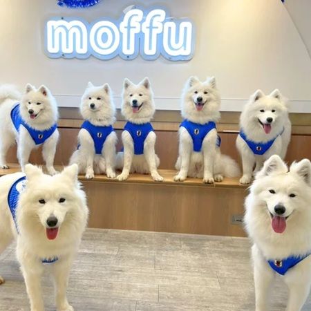 【東京都渋谷区・大阪府大阪市】「サモエドカフェmoffu」がサッカー応援仕様に！限定グッズやSNSキャンペーンも