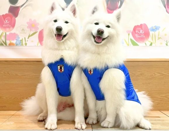 【東京都渋谷区・大阪府大阪市】「サモエドカフェmoffu」がサッカー応援仕様に！限定グッズやSNSキャンペーンも