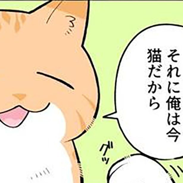 ブラック企業の社員が猫になって人生が変わった話 画像提供：清水めりぃ(@zatta_shimizu)