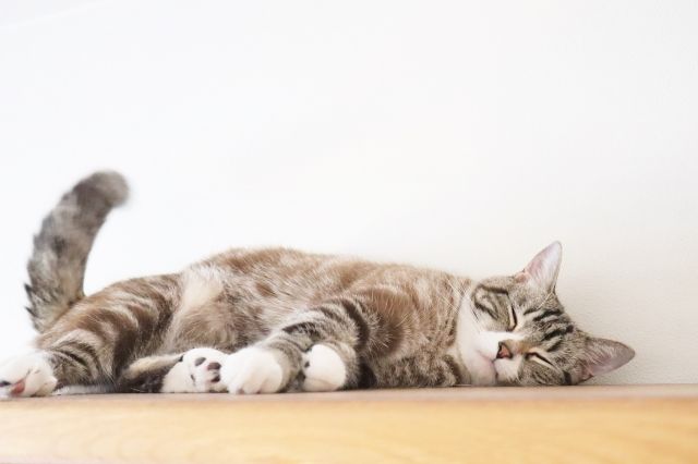昼寝する猫