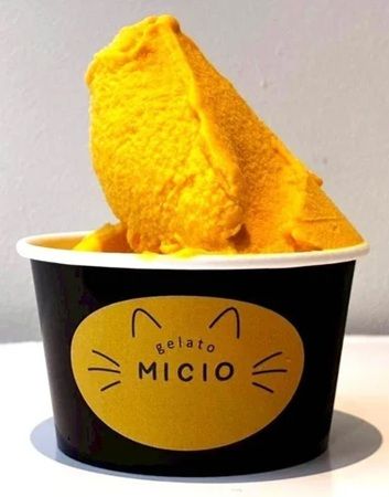 【神奈川県鎌倉市】ジェラートショップ「MICIO」オープン！フレーバーの一部に必ず神奈川産素材を使用