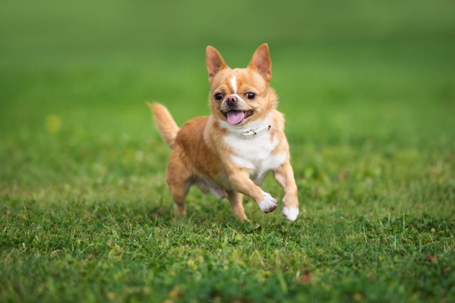 走り回る犬 ワンちゃん