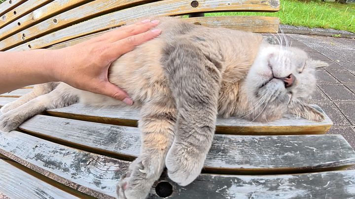 いびきをかいて眠る猫