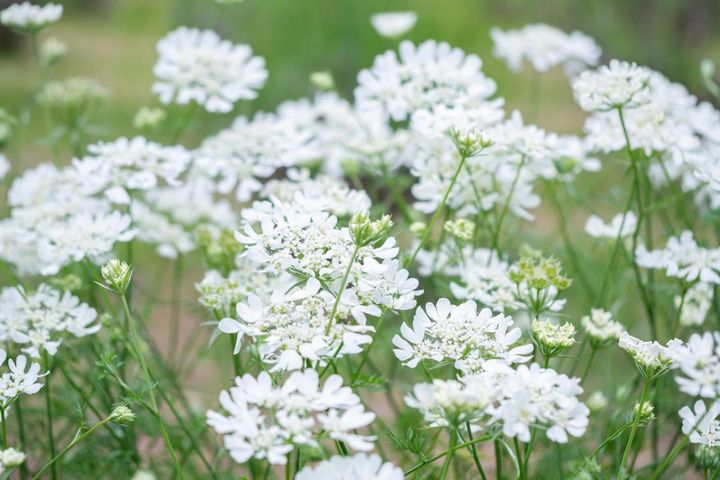 ホワイトガーデンは難しくない！【白い花10選】で梅雨の庭を明るく見せるコツ