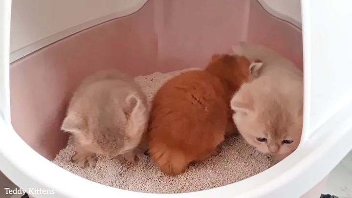 トイレにチャレンジする子猫達