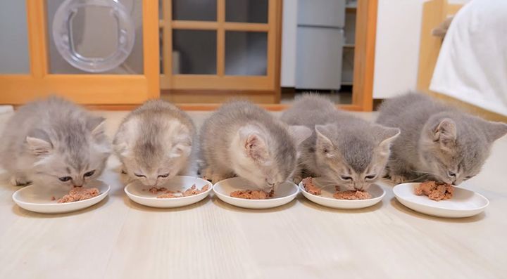 ご飯をモグモグ食べる子猫達