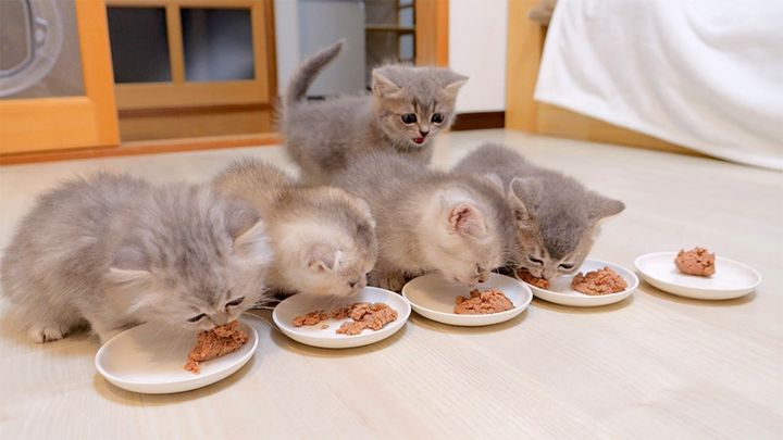 食事にひとりだけ遅れた子猫