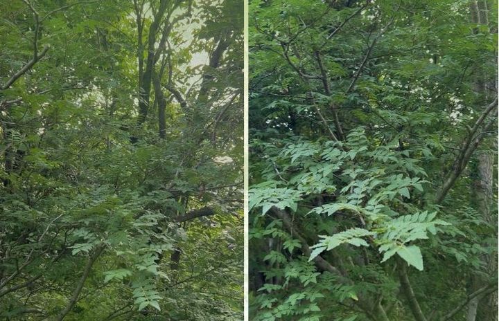 山椒の木