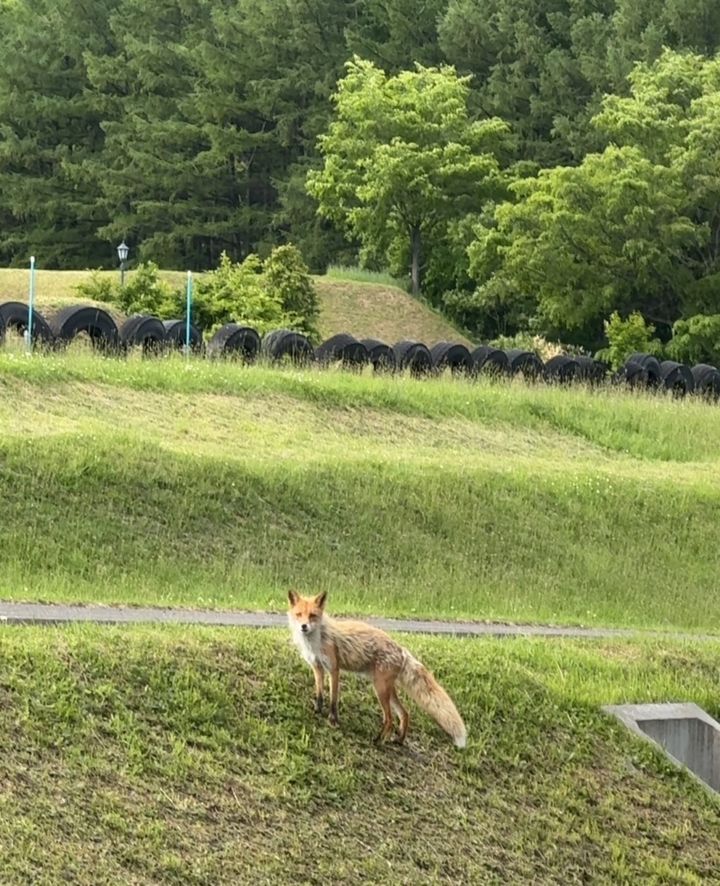 キタキツネ2