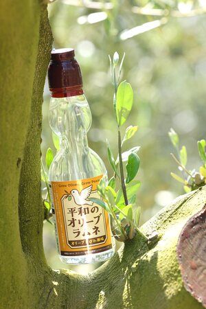 【香川県小豆島・広島県・長崎県】平和の象徴・小豆島のオリーブの価値観を伝える「平和のオリーブラムネ」発売！