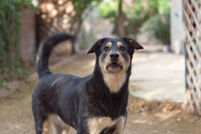 犬 尻尾