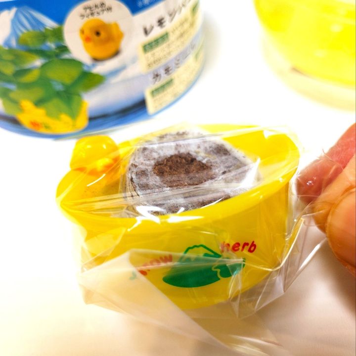 【キュンすぎるカプセル】ゆ桶でハーブを栽培って！？かわいすぎるでしょ！
