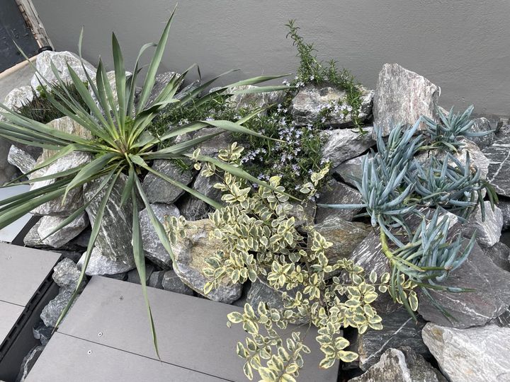 多肉植物のユッカやセネシオ、ツルマサキ、ローズマリーなど＊撮影協力：インディーズ・サロンW（高円寺）