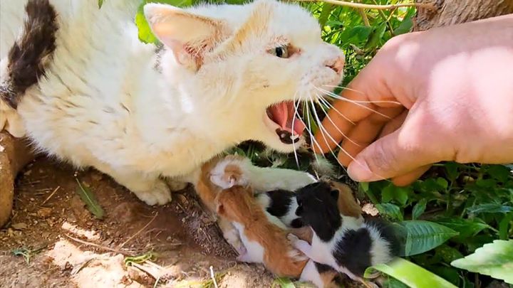 威嚇する母猫