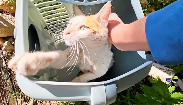保護された母猫