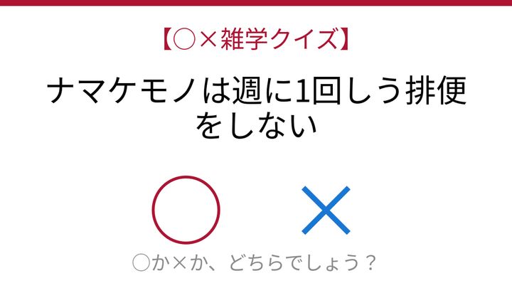 【○×雑学クイズ】これ本当？ナマケモノの驚きの排便習慣の問題画像
