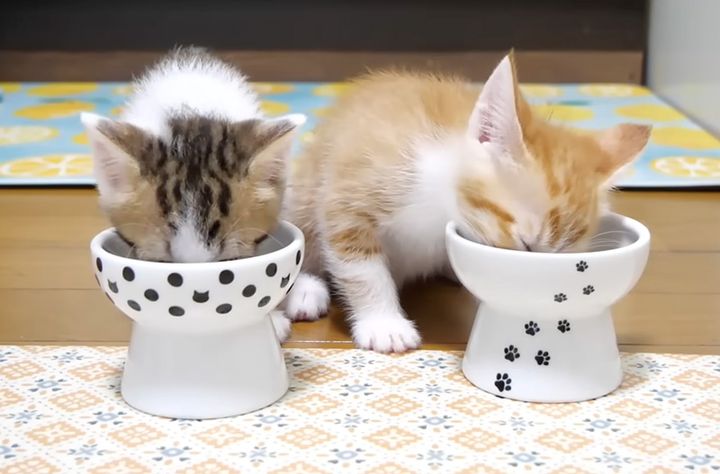 ご飯を食べる子猫達