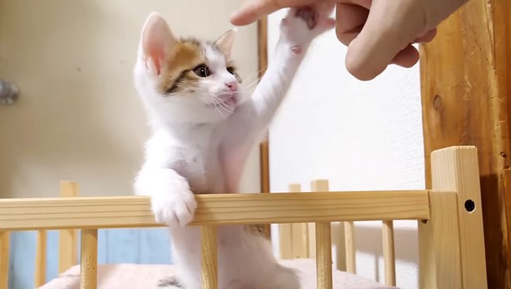 モフモフを断固拒否する子猫