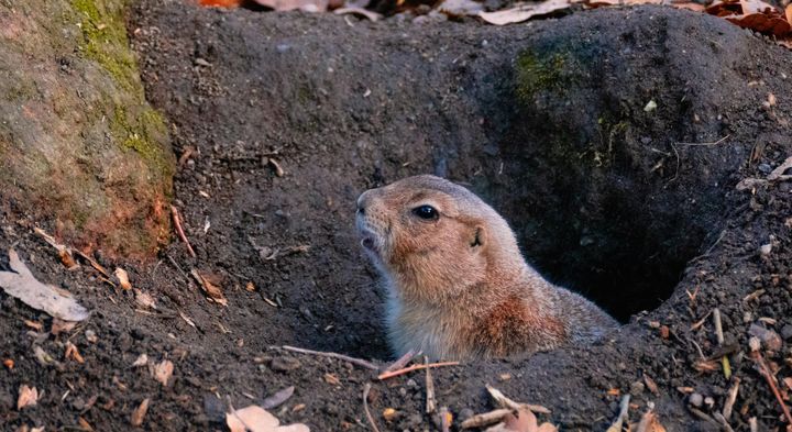 地面に穴を掘って暮らしているジリス