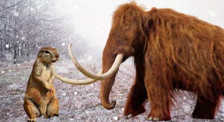 古代リスはマンモスの肉を食べていたようだ――うんち化石が明かす食事情