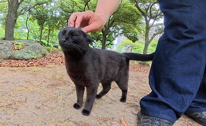 ナデナデを堪能する猫