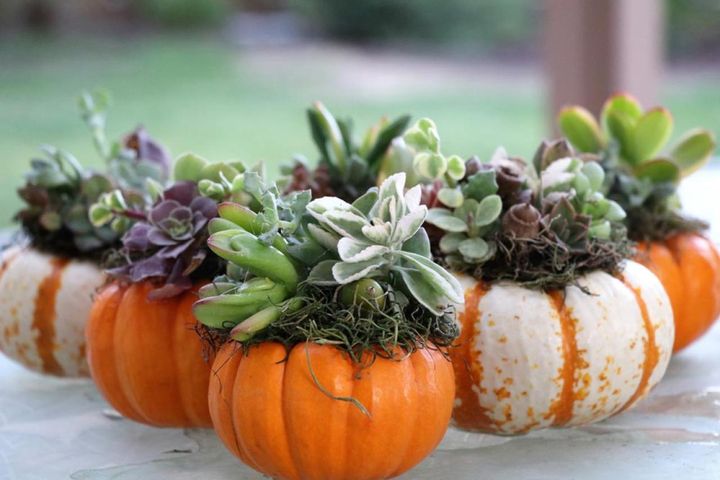 挿し穂でつくるミニ寄せ植え