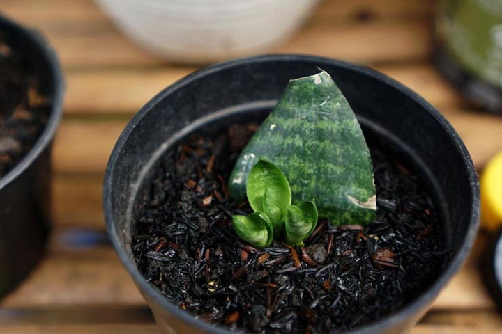 子株のできたサンセベリア