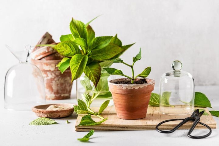 6月がチャンス！切って挿すだけの挿し木で、アジサイ（紫陽花）・バラなどお気に入りを増やす手順