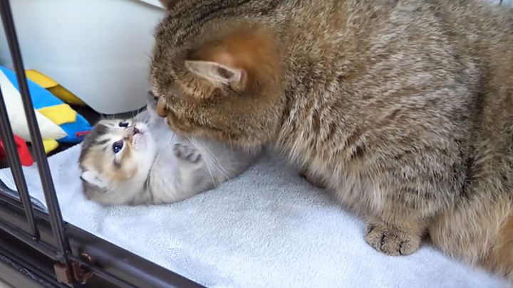 猫の親子