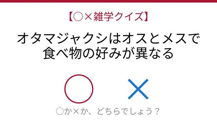 【○×雑学クイズ】これ本当？オタマジャクシの秘密の問題画像
