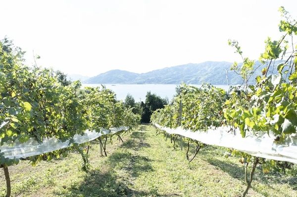 横尾忠則氏がラベルを手がけた愛媛・大三島産の紅白ワイン発売！東京で記念企画も