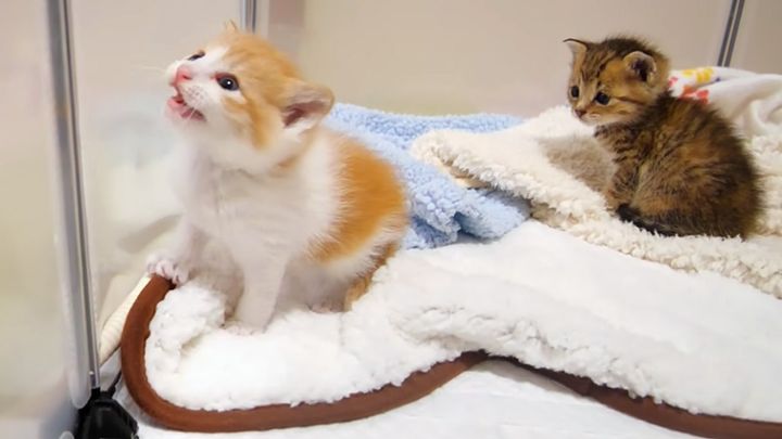 不安そうに鳴く保護子猫