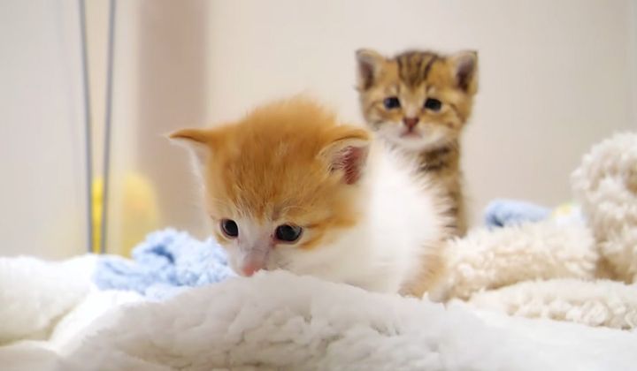 安心してウトウトする保護子猫