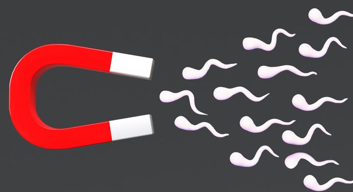 精子を磁性化させて磁力で操ることに成功、しかも磁化した方が元気が長持ちした