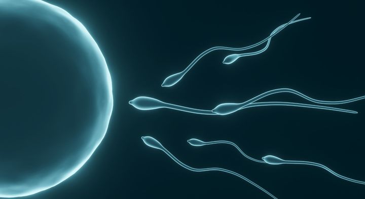 精子を磁性化して卵子に導く
