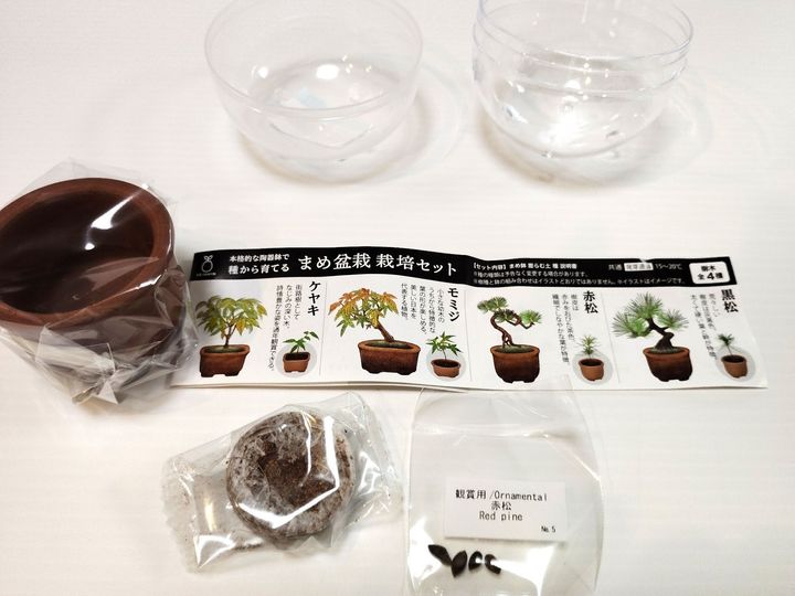 【ドストライクすぎるカプセル】ちっちゃい盆栽！？渋すぎるでしょ！