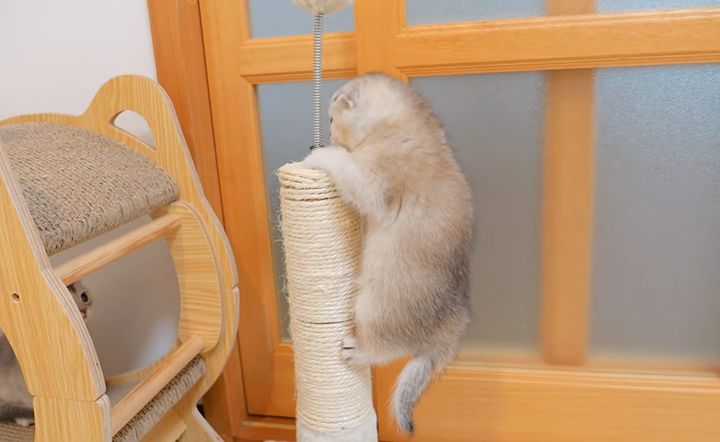 高いところに登る子猫