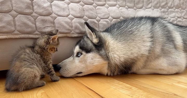 犬と子猫