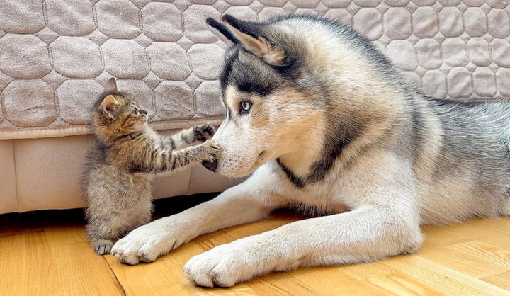 犬に立ち向かう子猫