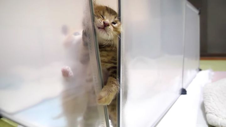 隙間から脱走を試みる子猫達