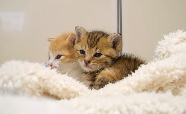 寄り添ってウトウトする子猫達