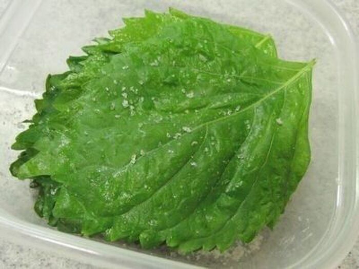 2カ月保存OK！「大葉の塩漬け」が万能すぎる。常備菜におすすめです♡